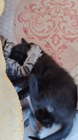 Kittens and their mother at home in Konyaaltı