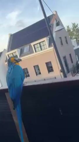 The video shows a blue and gold macaw perched on a dark surface. The background features residential buildings with solar panels on their roofs, under a blue sky with some cloud cover. The camera angle is low, looking up at the bird, creating a slightly tilted perspective of the background buildings. The macaw appears to be relaxed, with its head turned to the side.