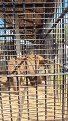 Feeding time and animal enclosures at a Dorishchi wildlife park