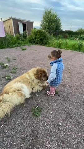 A large, fluffy, light brown dog lies on a gravel surface in front of a small child. The child, wearing a grey hooded jacket with a blue star pattern, pink pants, and pink shoes, stands facing the dog and reaches out to touch its nose. The dog looks up at the child. The child then smiles and laughs, gesturing with their hands. The background shows a small, weathered shed with a white door on the left, green bushes and grass, and a house in the distance. The sky is cloudy.