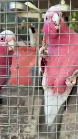 Two Galahs sit inside a gray wire cage. The bird on the left faces the viewer, while the bird on the right is mostly facing away, with its foot visible on the wire. Behind the cage is an out-of-focus background with hints of red and green.