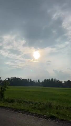 The video shows a view of a road and a lush green rice field under a cloudy sky. The sun is visible, peeking through the clouds and casting a bright glow. A solitary coconut palm tree stands prominently in the foreground, its fronds silhouetted against the sky as the camera pans slightly to the left, revealing more of the surrounding landscape. The scene appears to be set in a rural tropical or subtropical region. There are no people or animals visible in the video. The camera movement is smooth and steady, suggesting a slow pan or perhaps a slight jiggle from a handheld device.