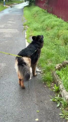 The video shows a German Shepherd on a leash walking on a wet asphalt road. The dog is black and tan with long fur. It is walking away from the camera, then turns to look back. The road is lined with green grass and a red fence. There are some trees in the background. The weather appears to be overcast.