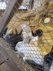 Farm animals and rural morning activities captured by witnesses