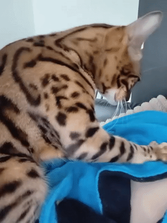 Bengal cat on a blue blanket, doing Bengal cat things