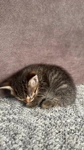 A small, brown and black tabby kitten is sleeping curled up on a grey, textured carpet. The kitten is nestled against a purplish-brown upholstered surface, likely a couch or chair. Its eyes are closed, and its body is in a tight ball. The lighting appears to be natural, casting a soft glow on the scene.