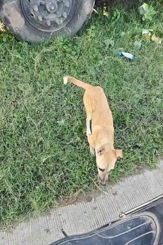 A tan dog stands on grass next to a paved surface, with a large tire and some trash visible in the background. The dog looks at the camera and pants. The dog then lies down with its legs spread wide. The dog then stands up and looks at the camera again, panting with its mouth open.
