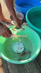 Worker processes seafood at floating farm in Vietnam
