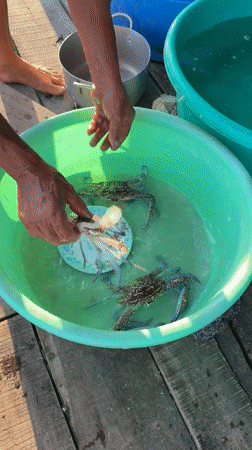Worker processes seafood at floating farm in Vietnam