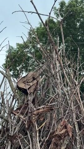 A low-angle, medium shot shows a pile of dead branches with a weathered, dark brown, broken object lodged within the center. The object appears to be made of a rigid material, possibly wood or metal, and is angular in shape, resembling part of a chair or an old piece of furniture. The branches are dry and brittle, with numerous thin twigs extending outwards. In the background, a dense canopy of green leaves from trees is visible against a pale, overcast sky. There is a thin, dark line stretching horizontally across the upper part of the frame, which could be a wire or power line. No people or animals are visible. The scene appears to be outdoors, possibly in a yard or wooded area.