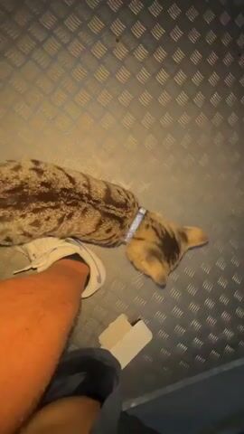 A tabby cat with a blue collar is being petted by a person's hand. The cat is lying down on a metallic surface with a diamond pattern. The person's leg and foot, wearing a white sneaker, are visible. The cat then jumps up and its face is close to the camera, looking directly at it. The background is blurry, suggesting movement. The scene appears to be outdoors at dusk, with a dark blue sky visible in the background.