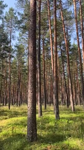 A video shows a forest floor covered in green grass and low shrubs. Tall pine trees with thin trunks and green needles stand densely together, reaching towards a clear blue sky. Sunlight filters through the trees, creating patches of light and shadow on the forest floor. The camera appears to be moving slightly, offering a dynamic view of the serene forest.