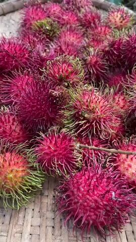 The video shows a close-up, top-down view of a pile of rambutan fruits on a woven mat. The rambutan are mostly a vibrant red color with some green around the stems and tips of the spiky protrusions. The lighting appears to be natural daylight. No people are visible in the frame. The camera is slightly tilted, giving a dynamic perspective of the fruit.