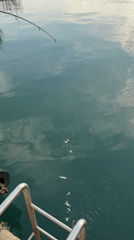 Successful fishing session at Burgas harbor pier catches silver fish