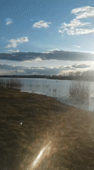 Dog and waterway captured in sunny outdoor footage