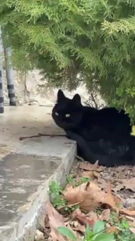 A black cat is curled up beneath a coniferous shrub on a slightly damp, gray surface, next to a concrete curb and some fallen leaves. The cat initially looks towards the left side of the frame, then appears to settle deeper into the cover of the bush. The background features a gray wall and striped, vertical supports. The scene appears to be outdoors on a cloudy day.