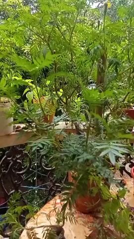 The video shows a close-up view of a potted marigold plant with serrated leaves. The plant is in a reddish-brown pot and is situated on a balcony or porch with a wooden railing. In the background, more potted plants and lush greenery are visible, suggesting an outdoor setting. The overall atmosphere is bright and appears to be daytime, with natural light filtering through the leaves. There are no people visible in the frame. The focus remains on the plant and its surroundings, creating a peaceful and naturalistic scene.