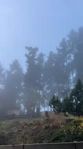 The video shows a foggy forest scene. Tall evergreen trees are visible, their tops disappearing into the thick fog. Below the tall trees are shorter, dense evergreen shrubs. A small rock cairn is also visible in the middle ground, and a wooden fence runs along part of the lower left of the frame. The fog obscures much of the landscape, creating a hazy, atmospheric effect. The sky above is a muted blue.