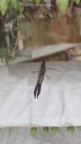 A transparent enclosure holds several butterfly chrysalises hanging from the top and bottom. A butterfly is attached to the left side of the enclosure, its wings partially open, revealing eye-like markings. Another butterfly is suspended in the center of the enclosure, its wings folded. The enclosure is lined with white material at the bottom.