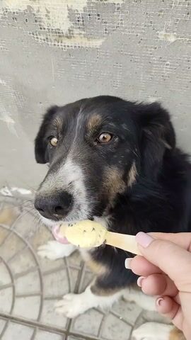 The video shows a medium-sized dog being fed ice cream off a wooden spoon by a person. The dog is mostly black with white and tan markings on its face. It is lying on a grey tile surface, and there is a grey wall behind it. The person's hand is visible, holding the spoon, with manicured nails painted a light pink. The ice cream appears to be vanilla with chocolate chips. The dog licks the ice cream initially, and then takes a bite. The spoon has text printed on it in another language.