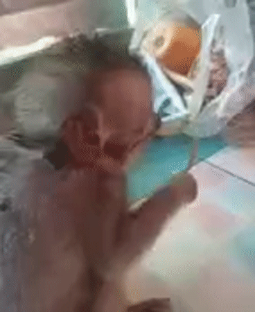 Human-monkey interactions documented in Ban Tai, Thailand