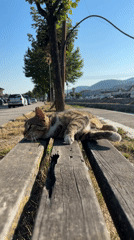 Tabby cat naps by a decorative fountain in a sunny plaza