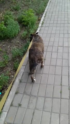 The video shows a brindle-colored dog with its tongue out, panting, on a leash. The dog appears to be a large breed, possibly a mastiff or similar type. It is walking on a paved sidewalk made of rectangular gray tiles. Beside the sidewalk is a strip of dry, patchy grass and some green vegetation. A yellow leash is visible, connecting the dog to an unseen handler. The lighting suggests it is daytime, possibly overcast, as there are no strong shadows. The overall scene is a mundane outdoor environment, likely a park or a street, with the dog being walked. No text is visible in the video.
