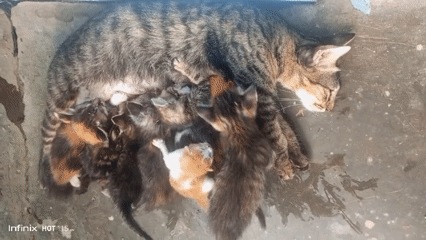 Multiple litters of kittens nursing and resting in Sukaslamet