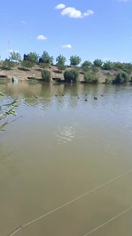 A body of water, possibly a lake or pond, is visible under a bright blue sky with scattered white clouds. The water is a murky green-brown color, with ripples on the surface. A flock of dark-colored birds, likely ducks, are swimming in the water near the far bank. The far bank is lined with a variety of vegetation, including tall reeds and small trees. Behind the vegetation, a dirt embankment is visible, with more trees and some small structures, possibly sheds or outbuildings. In the foreground of the video, two thin lines, likely fishing lines, are visible stretching across the water. The overall impression is a serene, natural outdoor scene on a sunny day.
