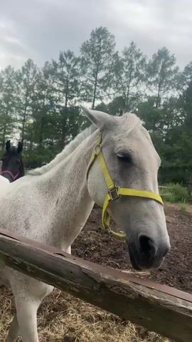 This short video clip features two horses in an outdoor enclosure. The primary subject is a dappled white horse in the foreground, facing right and partially obscured by a wooden fence. Its coat is a light gray with numerous darker speckles. The horse's neck and upper body are clearly visible, with the mane showing a light gray color.

Behind the white horse, a black horse with a dark mane is visible. It is wearing a red halter and is positioned to the left of the white horse, facing towards the camera. Its head is held high, and it appears to be looking at something out of frame.

The setting is a rural or semi-rural environment. In the background, a dense line of tall, coniferous trees forms a backdrop under an overcast sky. The ground in the enclosure appears to be a mix of dirt and straw or hay, suggesting a stable or pasture. The overall impression is of a cloudy day, possibly late afternoon or early morning given the diffused light. There are no people visible in the frame. The video seems to capture a quiet moment on a farm or equestrian facility. There is no visible text in the media.