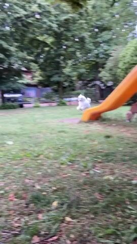 The video captures a lively white poodle running joyfully across a grassy outdoor area in Argelato, Italy. The dog, with its characteristic fluffy coat, sprints towards the camera with enthusiasm, its fur flowing with the movement.

The setting appears to be a park or a spacious backyard, characterized by vibrant green grass and numerous mature trees with lush foliage, suggesting a pleasant, natural environment. In the background, several buildings are visible, possibly residential or commercial structures, along with a dark-colored vehicle parked near them. To the right of the frame, a bright orange or yellow playground slide can be seen, partially obscured, adding to the impression of a recreational space.

The time of day is clearly daylight, with ample natural light illuminating the scene, indicating fair weather. The overall mood is cheerful and energetic, primarily conveyed by the dog's playful sprint. No visible text is present in the video.