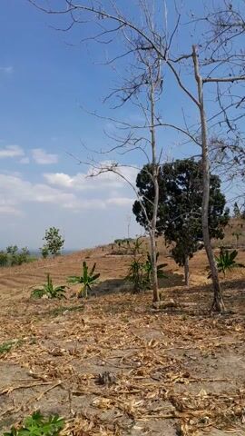 The video is a vertical, first-person perspective recording of a dry, rural landscape. The foreground is dominated by the trunk and branches of a bare, dead tree, with dry leaves and debris scattered on the ground around its base. Behind this tree, the camera pans to the right, revealing more of the arid terrain. In the mid-ground, several young banana trees are visible, interspersed with what appear to be rows of harvested crops, likely corn, indicated by the dry stalks and husks. Further in the distance, a larger, green tree stands on a slight incline. The sky above is a clear blue with scattered white clouds. The overall impression is one of a dry, possibly agricultural area experiencing a dry season.