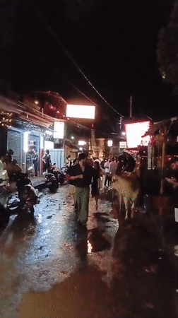 Evening street scene shows pedestrians, scooters, cow in Chapora