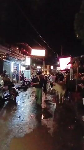 At night, on a wet street lit by bright signs, several people walk about. Some are on scooters parked on the left side of the screen, others walk on the street towards the camera. A cow stands on the right side of the screen. The road is wet, reflecting the bright signs overhead.