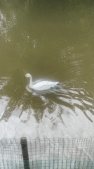 Swans spotted swimming in Chongqing pond at night