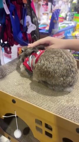 Here's a description of the video:

The video shows a close-up of a person petting a rabbit. The rabbit is brown and gray, and is wearing a red and white patterned vest. It is sitting on a corrugated cardboard platform with a wooden frame. To the left, out of focus, hang colorful pet harnesses. The background is a blurred pet store environment with various pet supplies and products visible on shelves and displays. The person's hand gently strokes the rabbit's head.