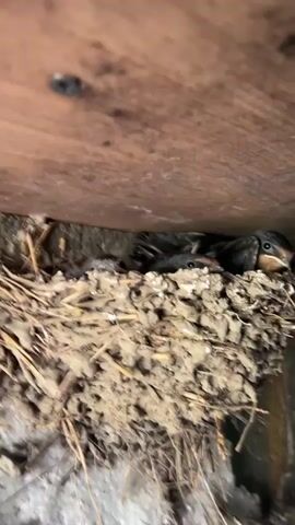 A close-up, low-angle shot shows a nest made of mud and straw. Nestled within the nest are several baby birds. The birds are dark in color with visible eyes. The nest appears to be situated under a wooden overhang. The video is grainy and dimly lit, suggesting it was filmed at night or in a dark location. The camera is stationary and the focus is on the nest and the birds.