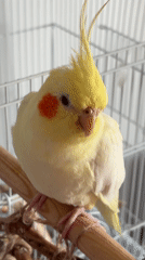 Cockatiel observed in cage in Krasnoyarsk, Russia