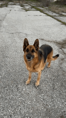 German Shepherd spotted in Chirpan, Bulgaria interacting with locals