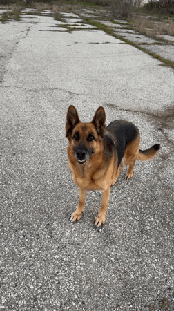 German Shepherd spotted in Chirpan, Bulgaria interacting with locals