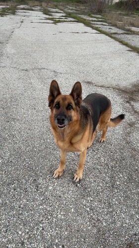 German Shepherd spotted in Chirpan, Bulgaria interacting with locals