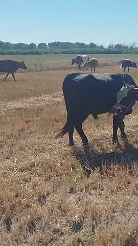 The video shows a herd of cattle in a dry, grassy field under a clear blue sky. The sun is high, suggesting it is daytime, likely midday or early afternoon, and the weather appears warm and dry. In the foreground, a black and white bull stands tethered by a rope, looking towards the camera. Its head is slightly tilted, and it wears a halter.

In the background, several other cows and bulls are scattered across the field. Some are grazing, while others are standing or walking. The landscape is characterized by a vast, open field with sparse, dry vegetation and stubble from a harvested crop. In the distance, a line of trees forms a treeline against the horizon, hinting at a rural or agricultural setting. The overall scene conveys a sense of quiet pastoral life. No visible text is present in the video. The location is identified as Qızılgunde, Uzbekistan.