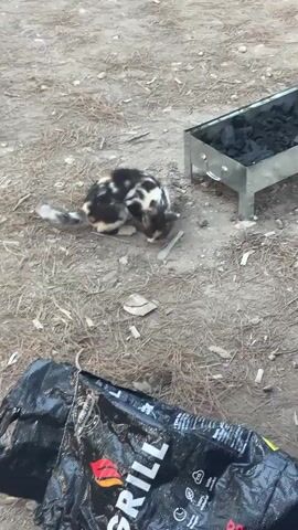 The video opens with a medium shot of a calico kitten with black, white, and orange patches, crouched low to the ground and sniffing a small piece of plastic lying on the dirt and pine needles. To the right of the kitten, a small, silver metal charcoal grill filled with black charcoal briquettes is visible. In the foreground, a large, black plastic bag with a red and white "GRILL" logo and "2kg" printed on it lies on the ground. The kitten appears to be alone and cautious as it investigates its surroundings. The background is out of focus, suggesting an outdoor environment.