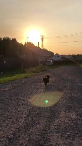 A small, dark-colored dog with a fluffy tail walks on a gravel road towards the camera. The dog is wearing a blue harness. The sun is setting behind trees in the background, casting a warm glow and lens flare. There are houses and a telecommunications tower visible in the distance. The scene appears to be in a rural or suburban setting.