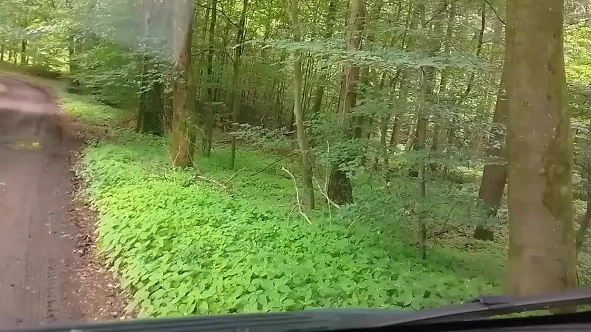 The video shows a first-person perspective from inside a vehicle driving along a winding dirt road through a dense forest. The road is muddy in places and curves to the left. On both sides of the road, there is abundant green undergrowth beneath tall trees with thick foliage, indicating a lush environment. The trees are predominantly deciduous, with bright green leaves suggesting spring or summer. The sunlight filters through the canopy, creating a bright daytime scene. No people or visible text are present. The setting appears to be a natural, wooded area, specifically identified as Kirchlinteln, Germany. The vehicle is moving at a moderate pace, allowing for clear views of the surrounding nature.