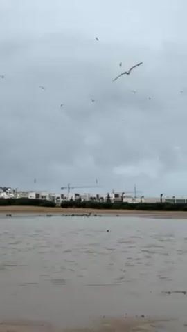 The scene is of a body of water with a sandy shore. In the distance are white buildings with green bushes in front of them. Behind the buildings is a construction crane. The sky is overcast. Several birds are flying in the air and some are gathered on the shore. One bird is flying towards the group of birds on the shore. The water is murky and brown. The scene appears to be filmed from ground level near the edge of the water.