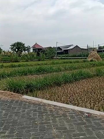 A slightly shaky, ground-level, eye-level, medium-wide shot shows a rural scene. In the foreground, a paved area with a brick-like pattern is visible. Beyond this, a cultivated field with rows of green plants is seen. Further back, dry, harvested vegetation lies in rows. In the background, several buildings with various roof styles are present, some with dark roofing material and others with red tile. Trees and foliage are interspersed among the buildings. A large haystack is also visible to the right of the buildings. The sky above is overcast with clouds. The overall impression is that of a rural agricultural landscape.