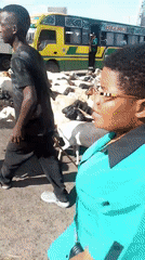 Livestock herd crosses urban road in Nairobi with herders