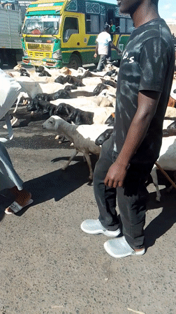 Livestock herd crosses urban road in Nairobi with herders