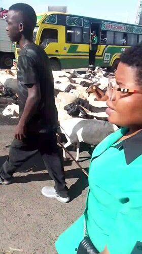 Livestock herd crosses urban road in Nairobi with herders